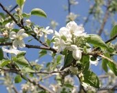 Radical Apple Blossoms - 4x6 Print