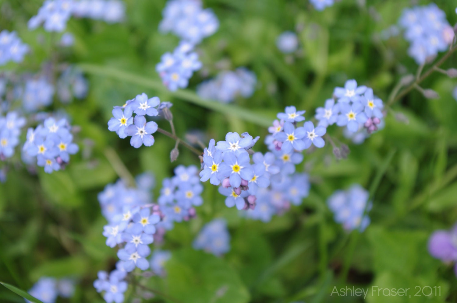 Unforgettable Forget-me-nots - 8.5 x 11 Print