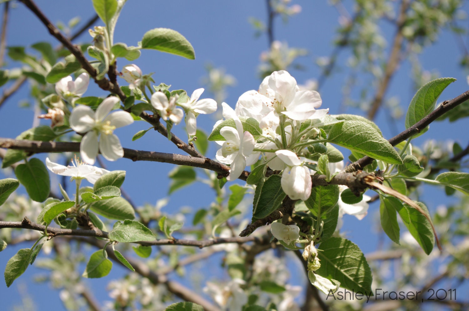 Radical Apple Blossoms - 5 x 7 Print