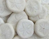 12 Sea Cookie Sand Dollars for Crafting