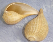 Ficus Communis - Three delicate little fig shells for crafts