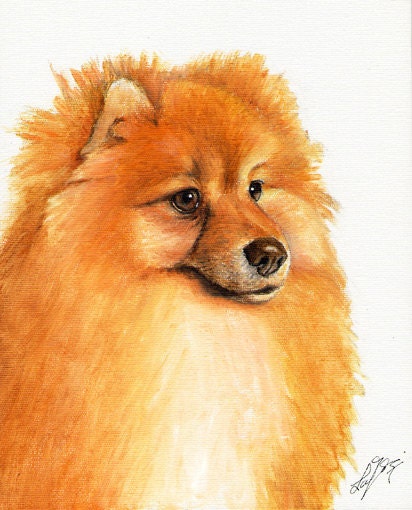Original DOG Oil Portrait Painting POMERANIAN Artwork from Artist