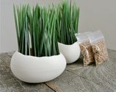 Porcelain Egg Planters, Wheat Grass Kit, Egg Sprouts Set of 2