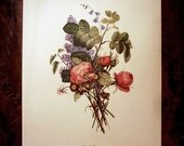 French Botanical Print