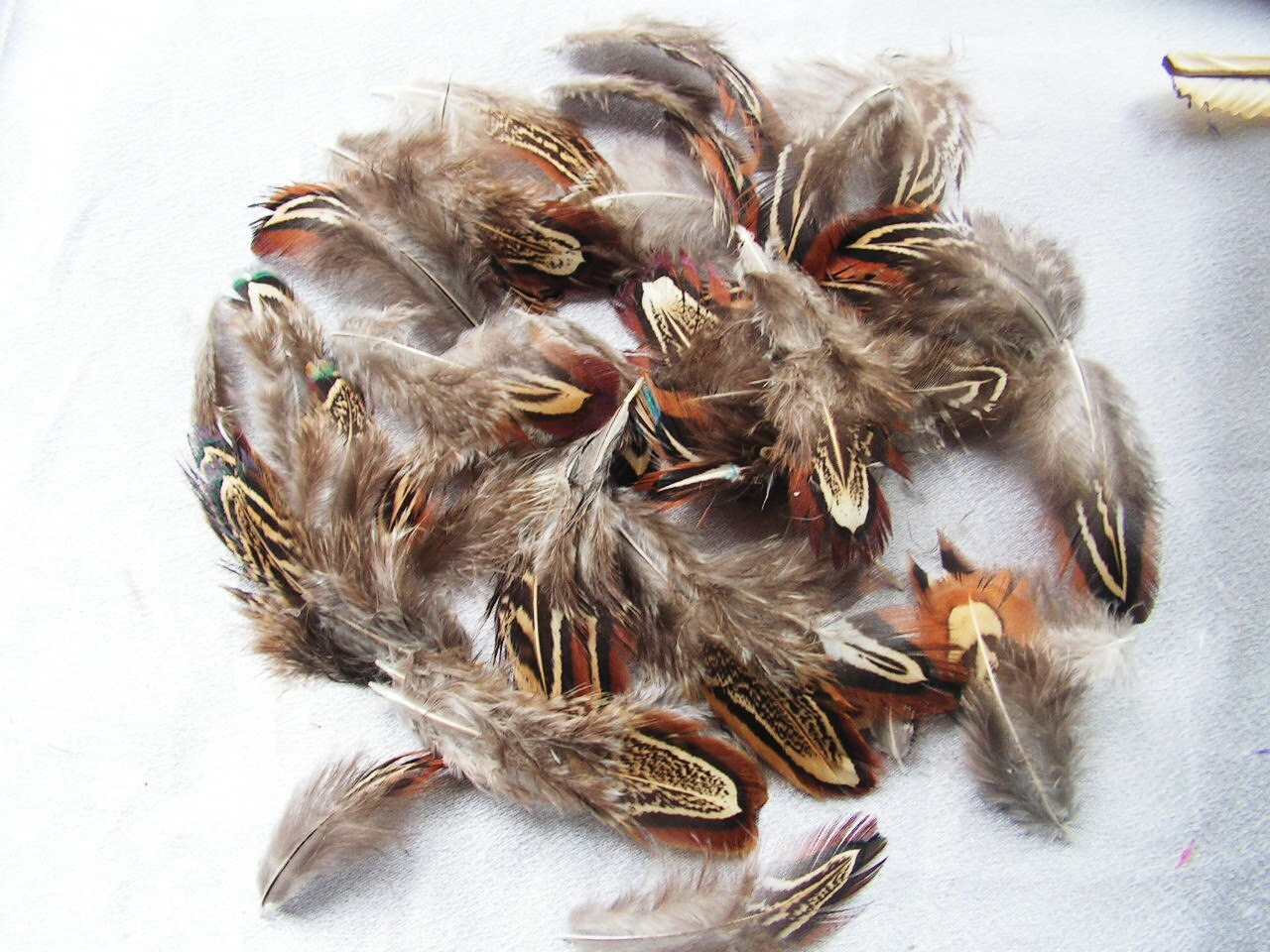 Mongolian Ringneck Pheasant