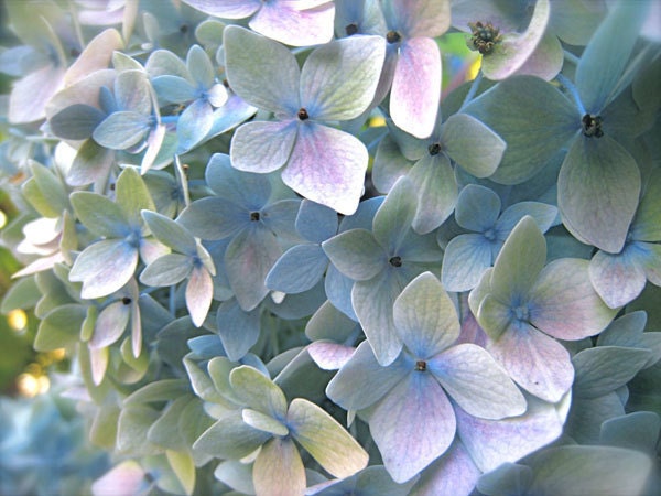 Soft Blue Hydrangea - 9x12 Fine Art Photograph - And So Our Romance Bloomed