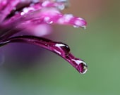 Purple Flower with Raindrops - 8x10 Photograph - Purple Green Macro Nature Floral Fine Art Decor - After the Rain
