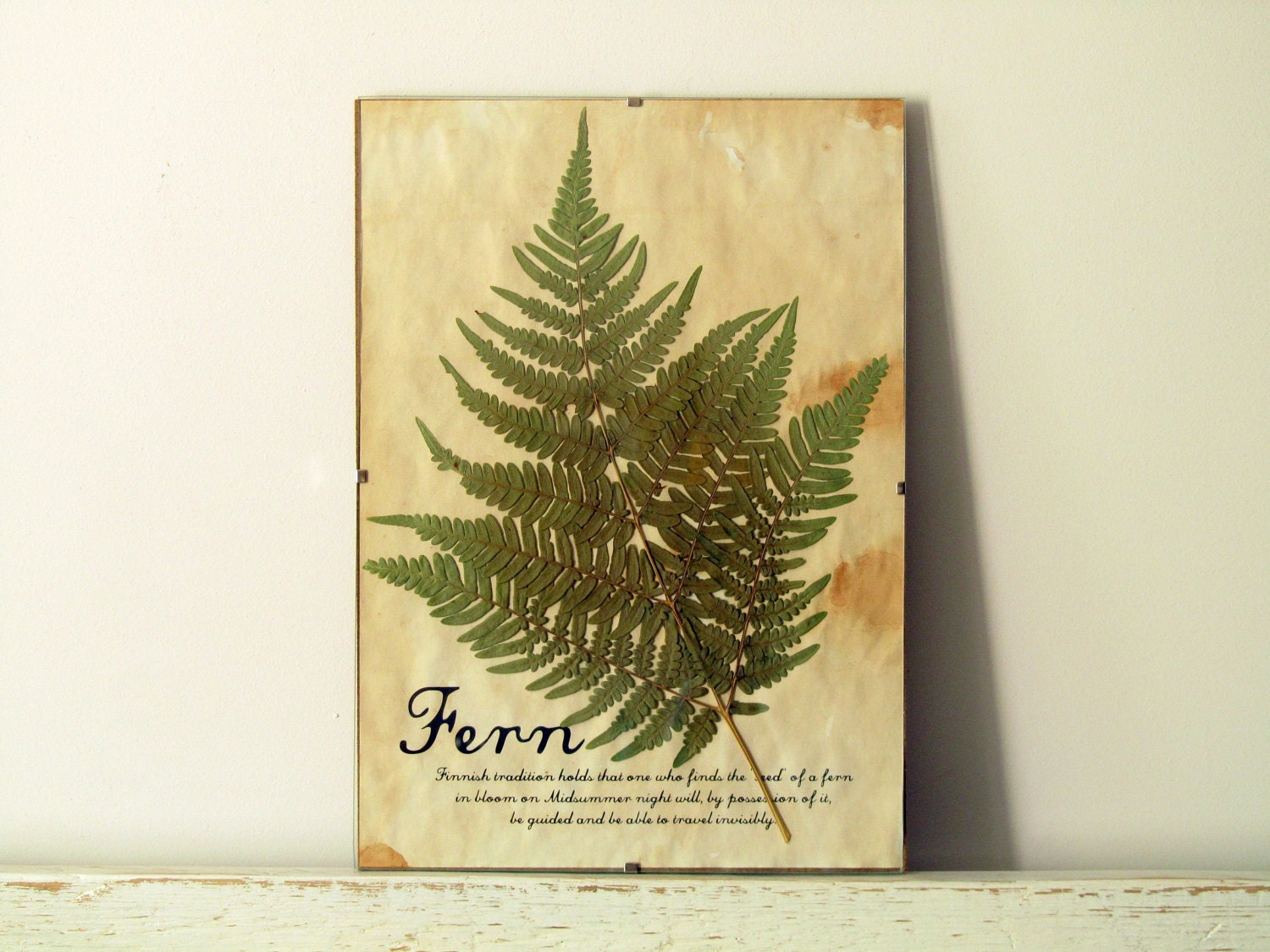 Pressed Herbs- Fern in Frame (6) - regularhome