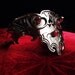 Secret Dragonband of Melusine--OOAK handmade Sterling Silver bracelet of legend with red carnelian cabochon fantasy flames dragon eyes