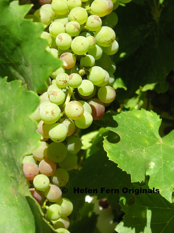 Grape  - 8 X 10 Dry Mounted Print