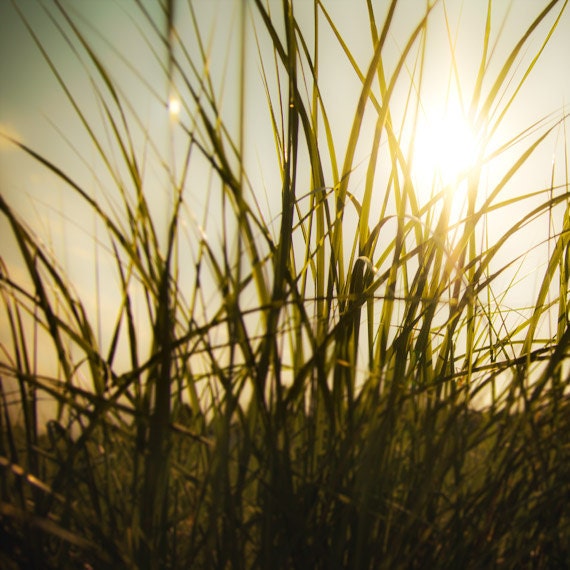 Nature photo Spring rustic rural field tall grass green sunshine sunlight sunny golden wisps of grass whimsy dreamy wall art