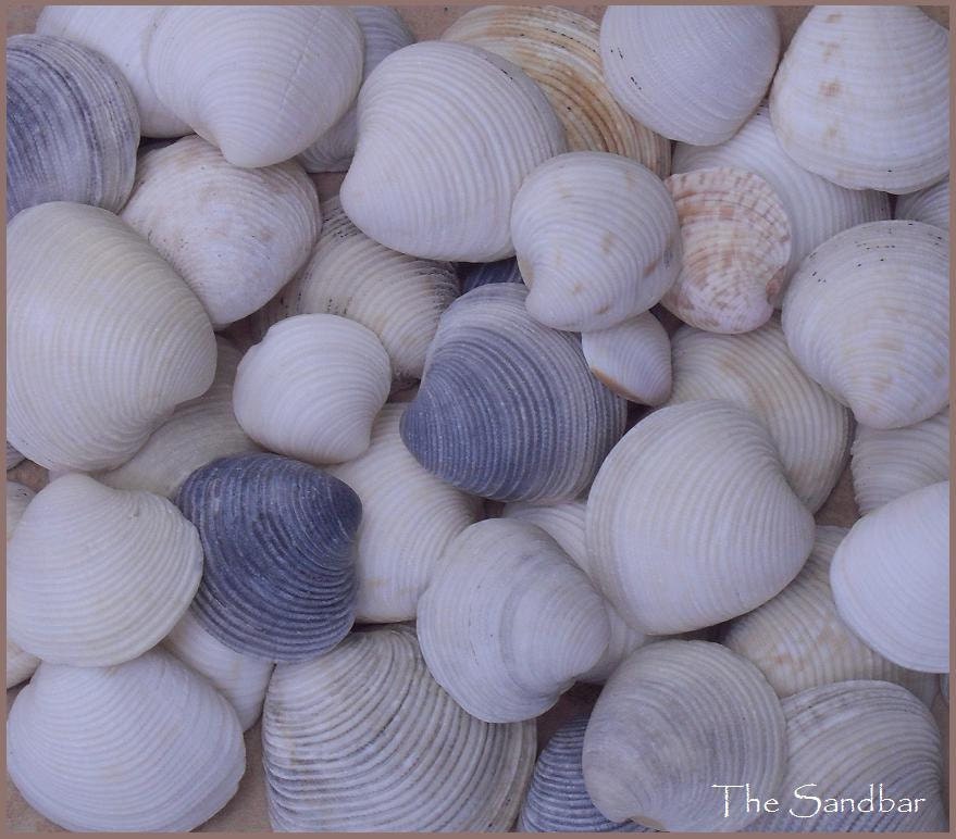 Textured Seashells - Florida - 50 Count