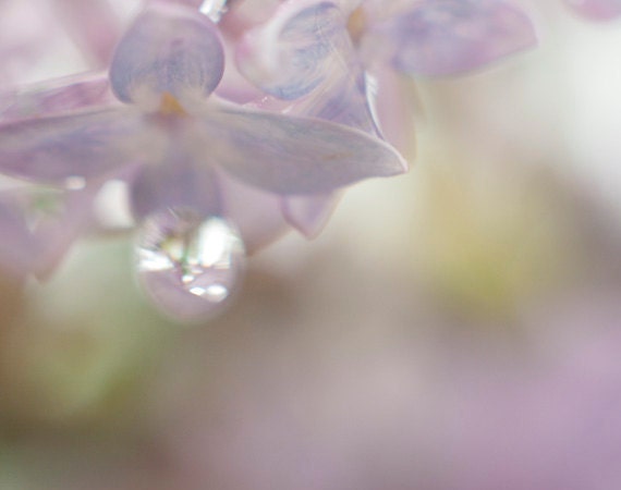 Dreamy Spring Photograph - Purple Dew - 8x10 print, soft purple lilacs, spring green, dew drops, spring rain, efpteam, fpoe - ErinBphoto