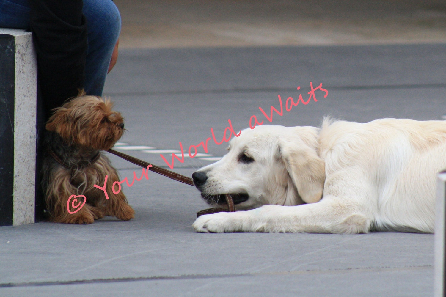 Chiens de Paris/French Dogs Playing in Paris, France 5 x 7 Photo/French Art Photo/Fine Art Print