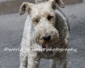 Chien de Marseille/Dog in Marseille, France- 5 x 7 Photo/French Art Photo/Fine Art Print