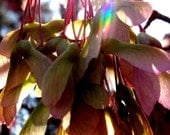 Maple Wings Fine Art Photo 8 x 10 Maple Seed Wings