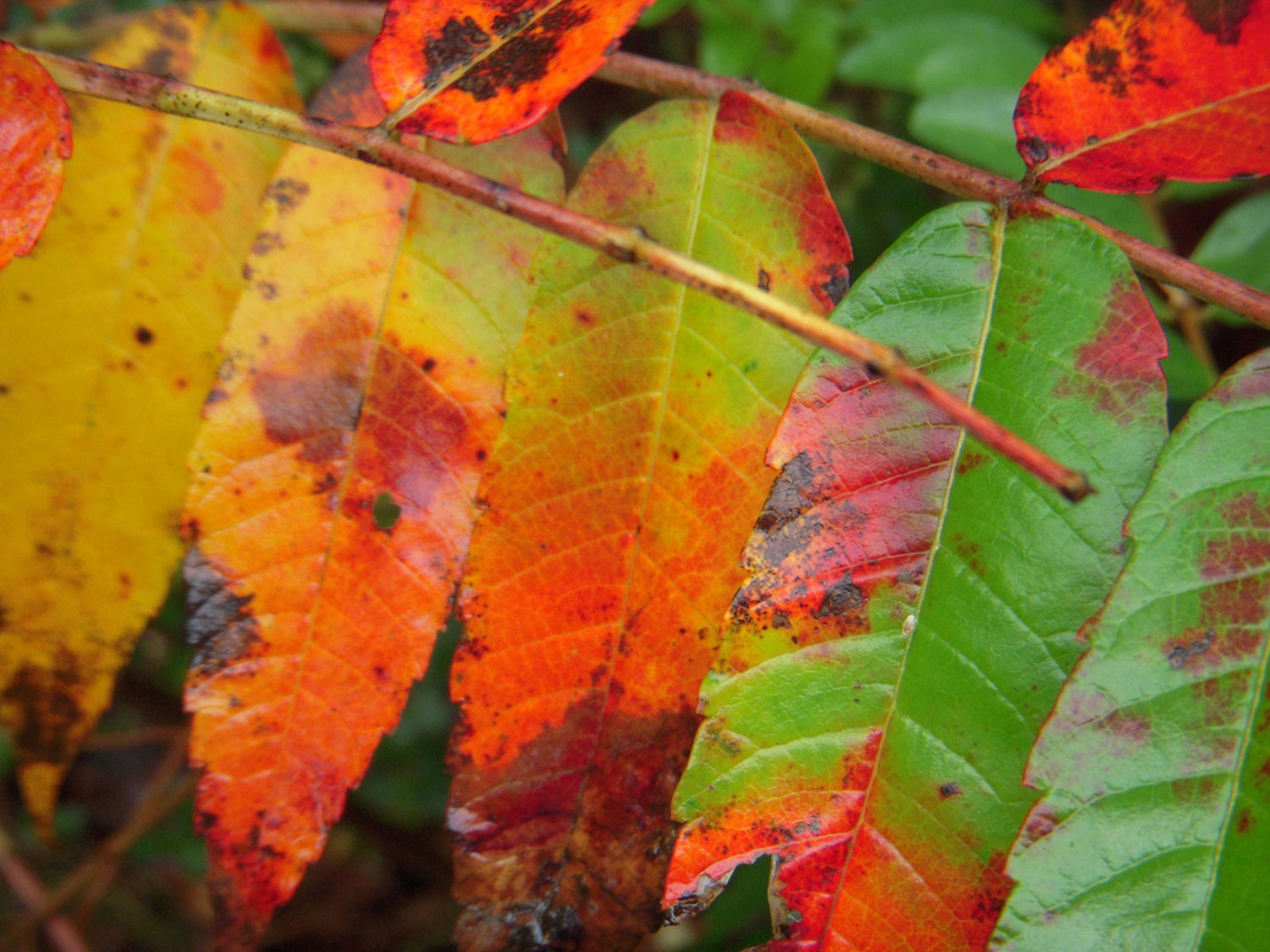 Fall Leaves Photo Art 8 x 10 Orange Red Yellow Green Autumn