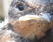 Baby Barn Swallow Fine Art Photo 5 x 7 Learning to Fly