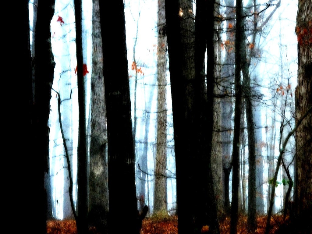 Foggy Fall Woods Fine Art Photo 8 x 10
