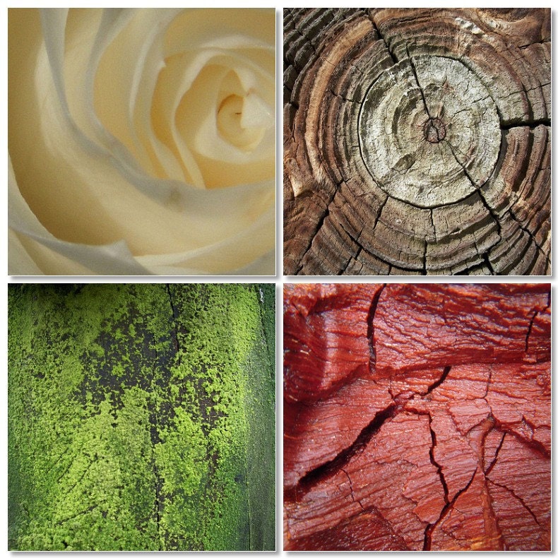Nature Textures Fine Art Photo Set 5x7 White Rose Wood Spiral Moss Petrified Wood