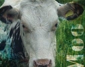 Mounted Digital Collage Cow Print "MOO"  10in x 10in