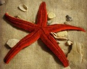 Starfish Art Print - Red Tan Beige Shells Beach House Wall Art Home Decor Photograph