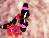 Butterfly Flower Art Print - Pink Fuschia Orange Black Bokeh Nursery Girl Room Whimsical Wall Art Photography