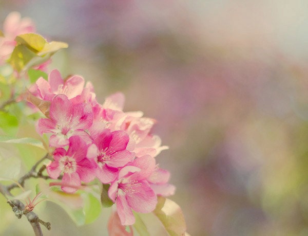 Pink Crabapple Tree Flowers Photograph - spring, blossoms, pastel, dreamy