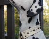 SALE antique brass studded leather loop dog collar