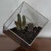 Earth Terrarium Kit, large cube glass planter in copper or silver color -- terrarium supplies -- eco friendly