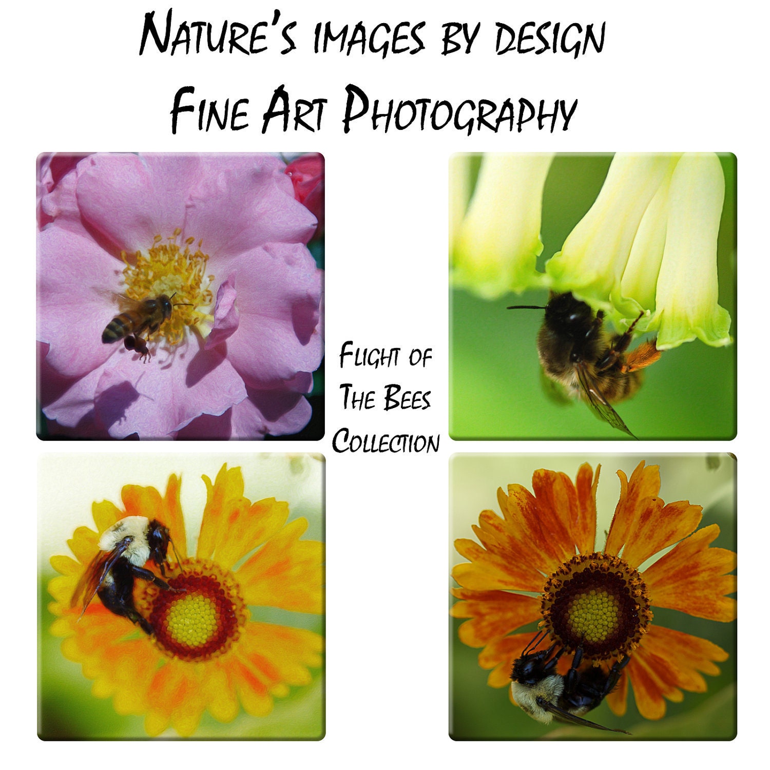 Tile Coaster Set - Four Bee Coasters - Flight of the Bees Collection