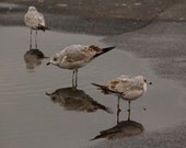 Three Seagulls Image - Sea Bird Photo - 8X10 Print, bird photography, nature photography, black and white, seaside image, animal photograph