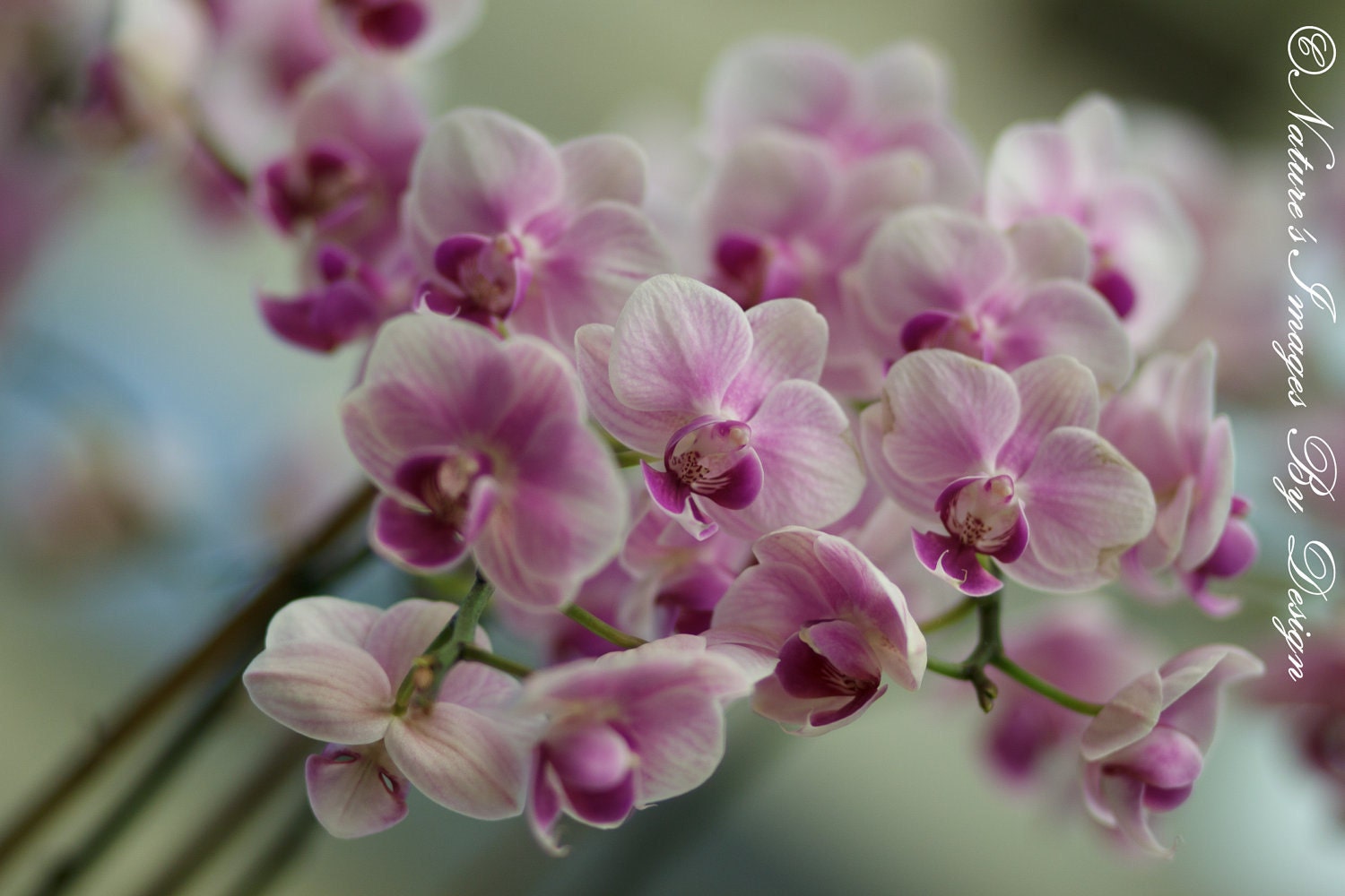 LIMITED Edition Notecards - 12 Purple Flower Notecards - 4X6 Flat Notecards, Celebrity Gifting