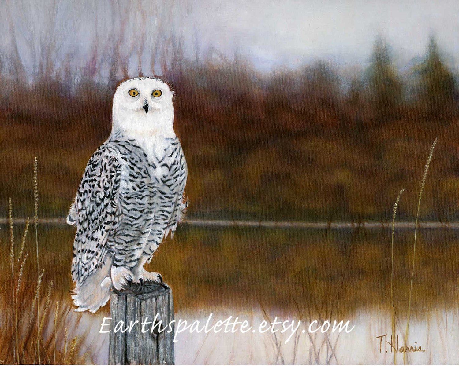 Snowy owl bird painting 8x10 print from original oil painting birds of prey owl fall painting home and garden earthspalette