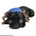 passover DOG HATS MITZVAH bar bat bas cat hat crochet kippah yarmulke Chanukkah blue white payot chanukah chanukah photography props