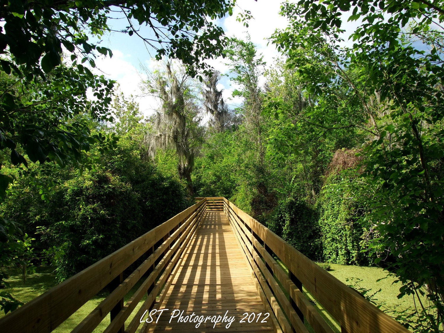 Picturesque Pathway Collection 14 - 8X10 Color Photograph