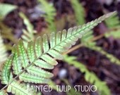 Botanical Fern Leaf Macro Close up Nature Photography / 8x10 Archival Giclee Reproduction Print