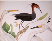 large vintage audubon Egret print