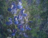 10 Note Cards Recycled Content 5X7 Multiple Designs: Bluebonnets, Lily of the Valley, Hummingbird, Butterflies