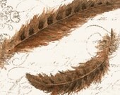 Brown Pheasant Feathers Art - Original Watercolor Painting