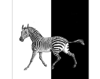 Zebra - From Black to White - ART Print 8" x 10"
