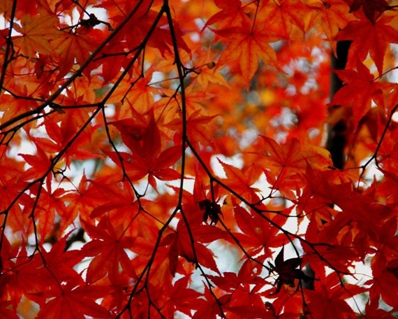 Fall Autumn Photo - Japanese Red Maple Leaves - 8x10 Color Romantic Leaf