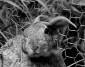 Rabbit Photo - Rabbit as Shampoo Model - Cute Animal Art Nature Photograph - Nursery Art -8x8 B&W