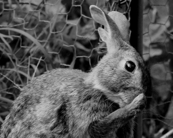 Rabbit Photo - Shy, Embarrassed Rabbit  - Cute Animal Art Nature Photograph - Nursery Art - 8x8 B&W
