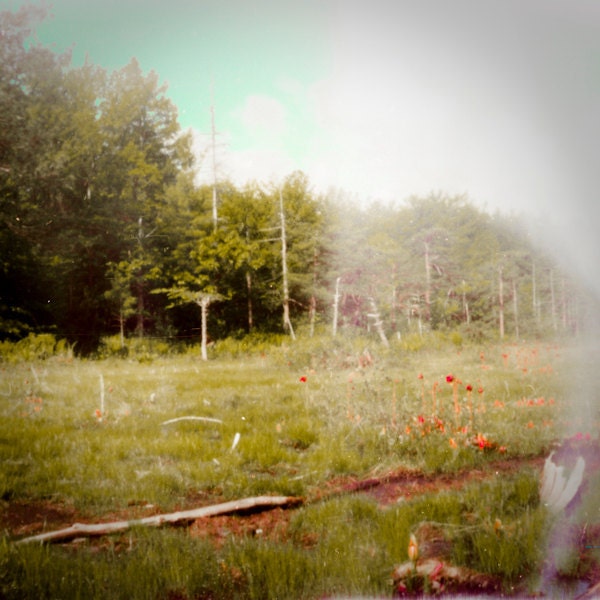 pinhole forest photography, landscape photography, carnivorous plant, red and green, "red pitcher flowers"