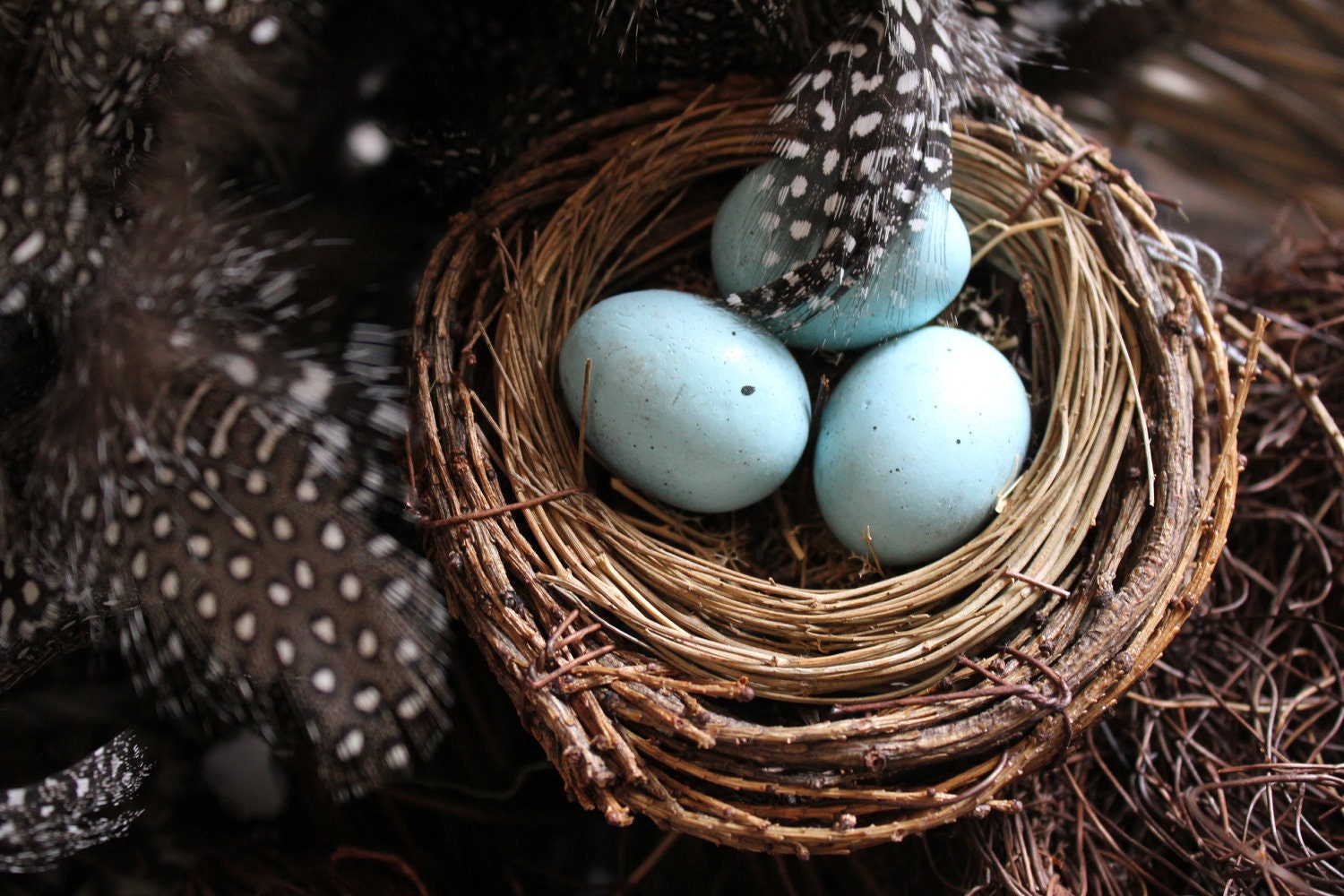 Birds Nest
