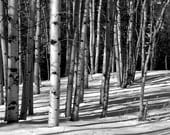 Aspen trees snow black and white B&W Colorado landscape photograph print 11x14