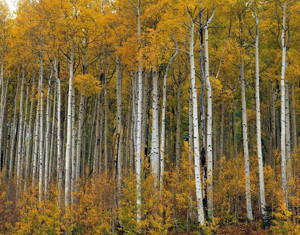 Aspen trees in fall colors fine art photograph print 11x14