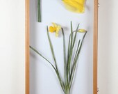 Daffodil  --Narcissus sp. 2011