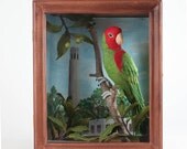Cherry-Headed Conure    --Aratinga erythrogenys 2011